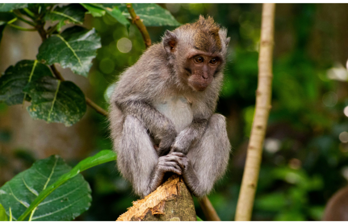 Bosque de los Monos, Ubud