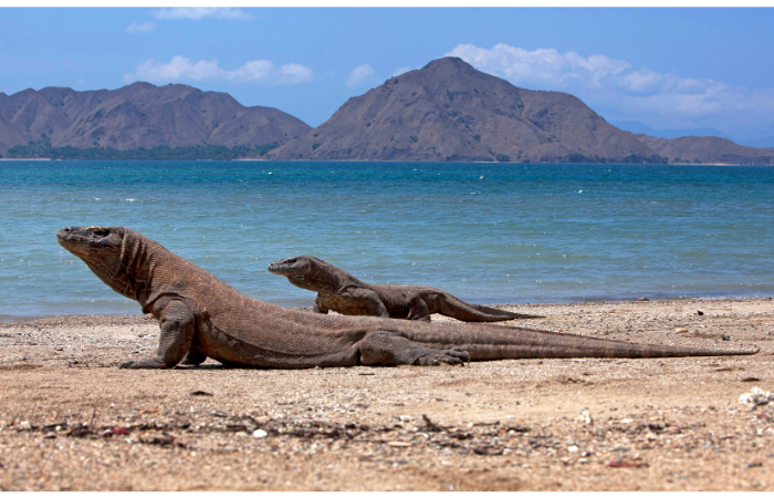 Los lagartos en el Parque Nacional de Komodo