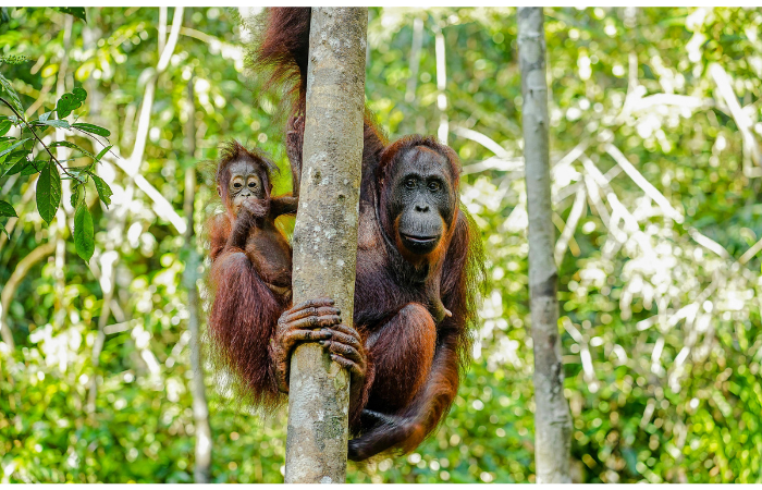 Los orangutanes en el Parque Nacional de Tanjung Puting