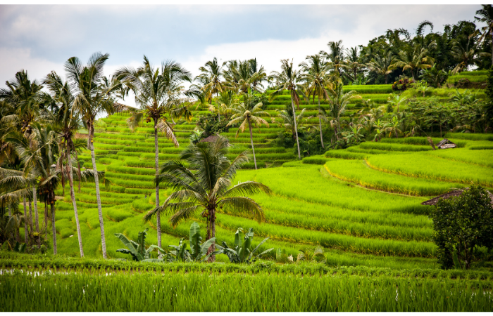 Terrazas de arroz en Ubud, Bali