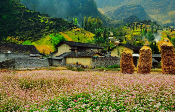 La belleza de las flores de trigo sarraceno en octubre-noviembre del Ha Giang loop