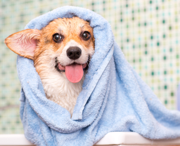 La combinación perfecta entre historia y estándares cinco estrellas