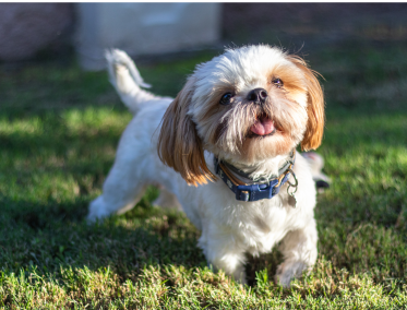 Malasia en 7 días: una experiencia de lujo inolvidable