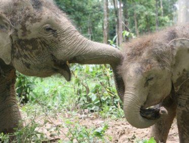 Centro de conservación de elefantes de Kuala Gandah