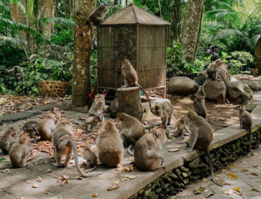 Bosque de los Monos