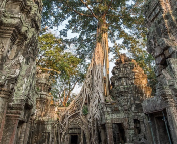 Naturaleza y misterio en Ta Prohm