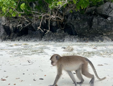 Monkey Beach y almuerzo frente al mar