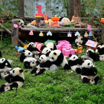 Día 7: Visita de Chengdu