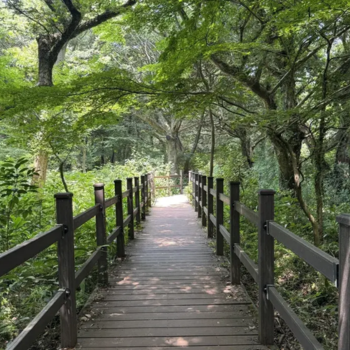 Día 8: Visita de Jeju
